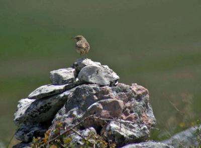 Прикрепленное изображение: zfaIMGP6460.jpg